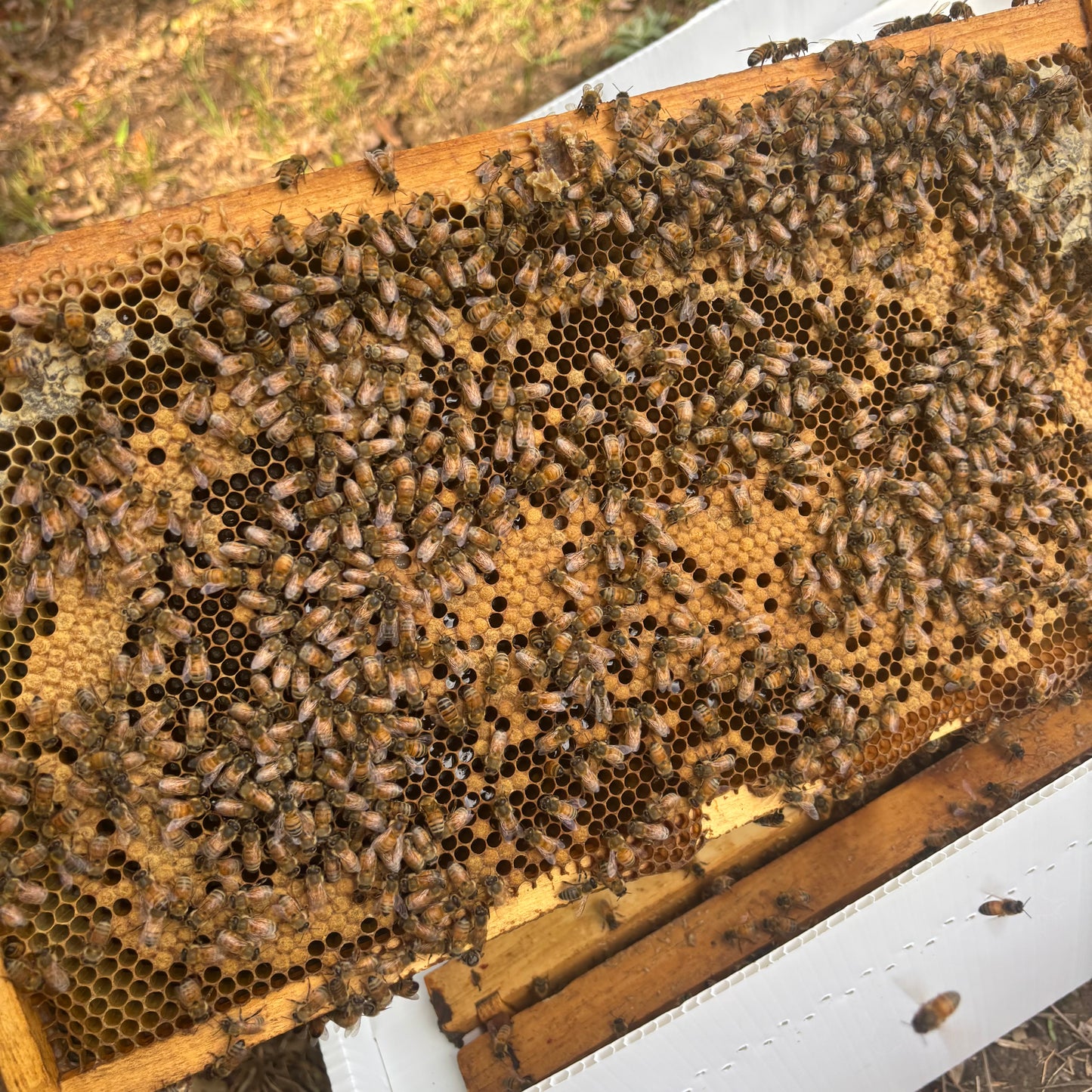 2027 5 Framed Nucs