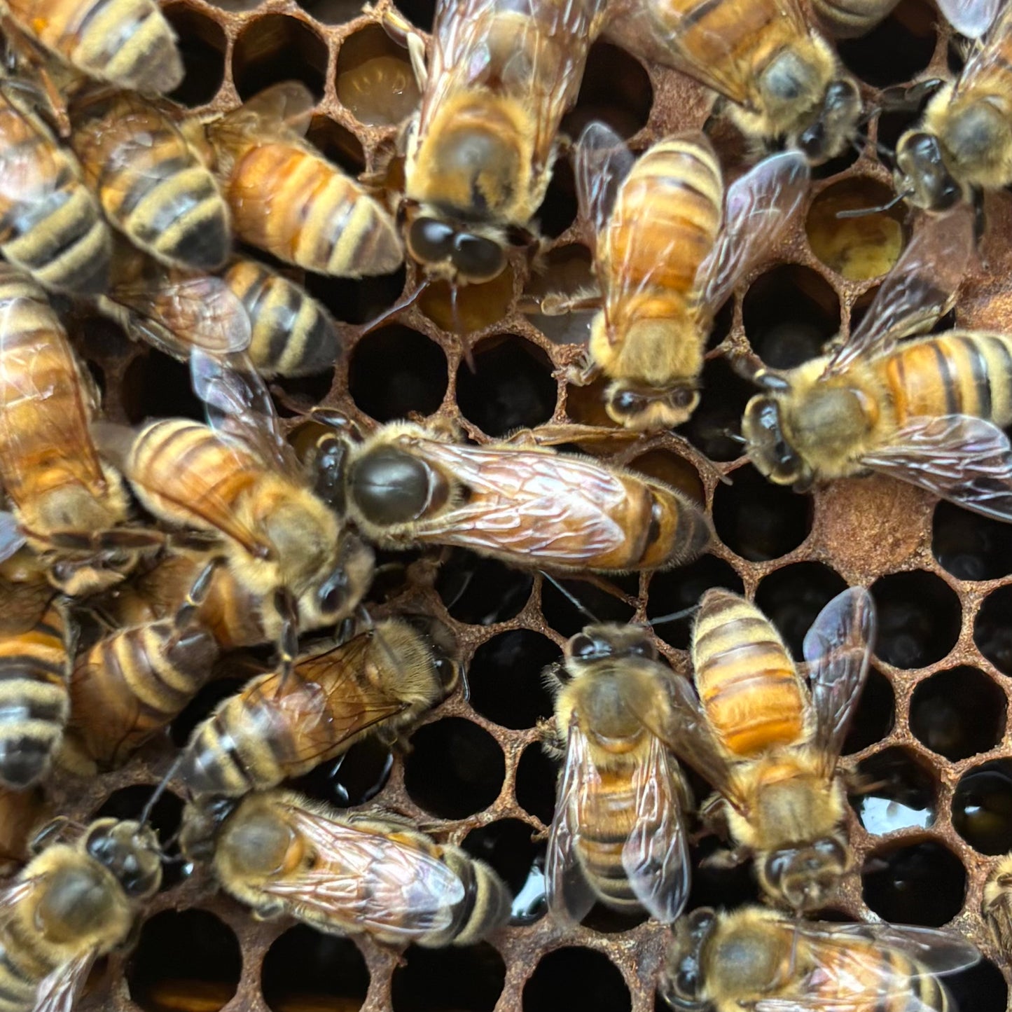 2026 Mated Queen Bees