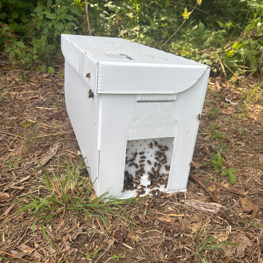 2026 5 Framed Nucs
