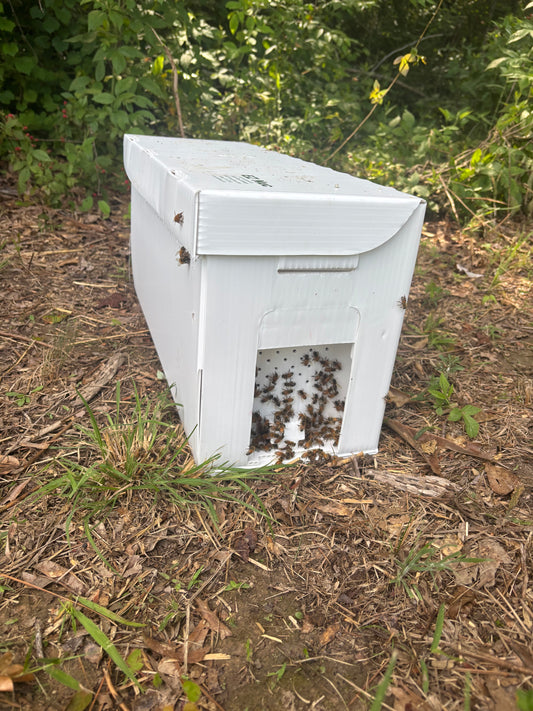 2026 5 Framed Nucs