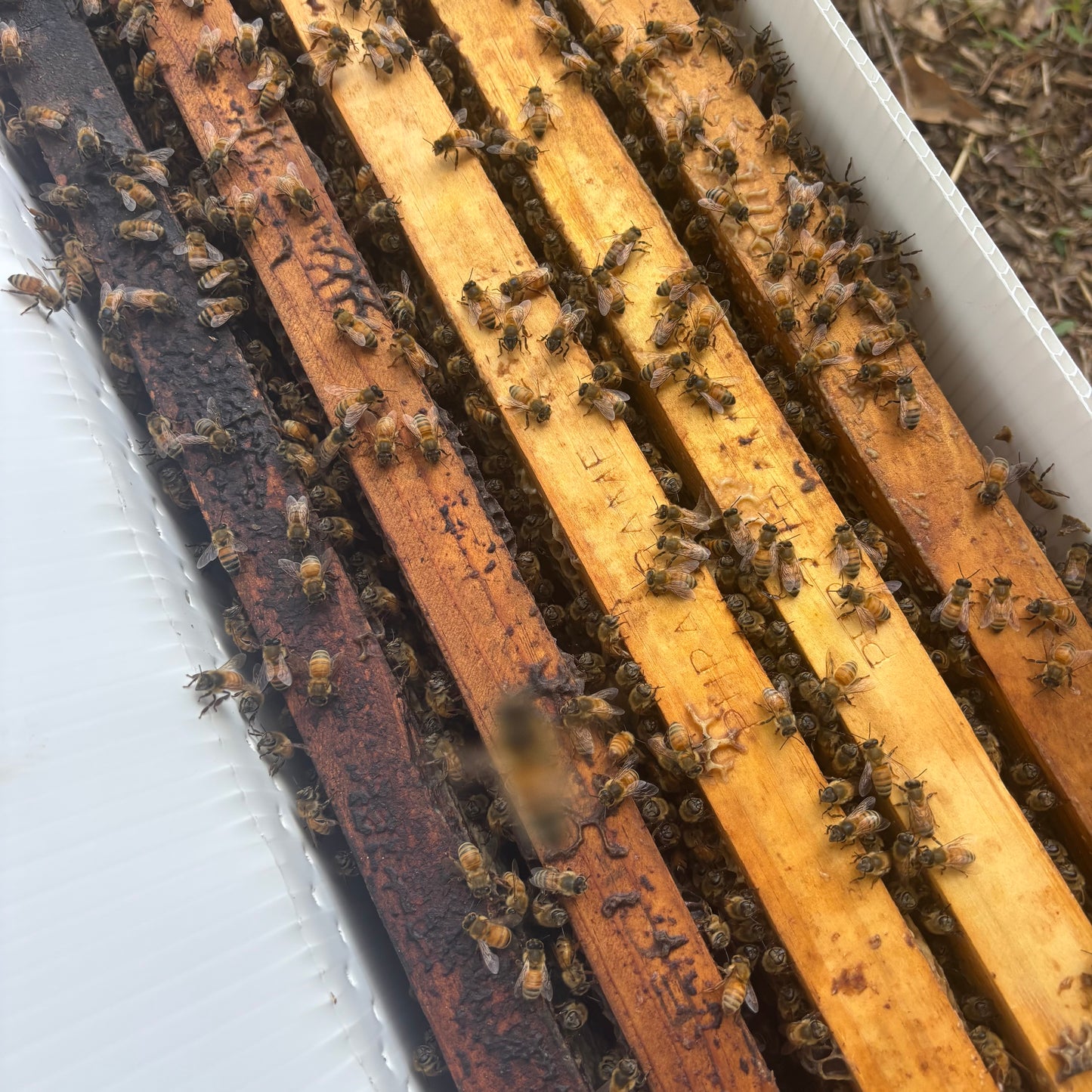 2026 5 Framed Nucs
