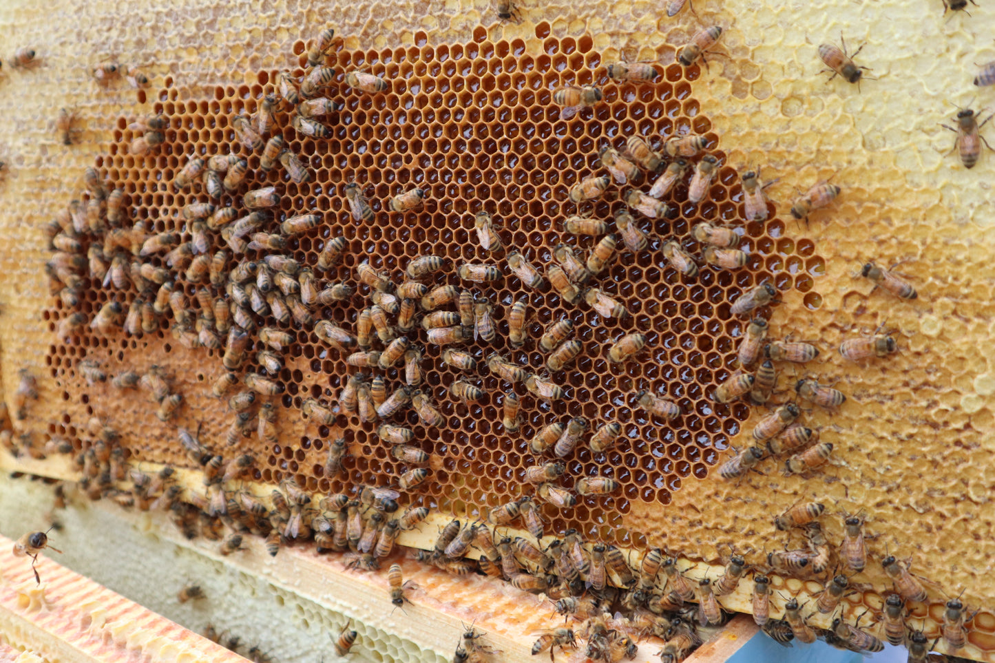 Deep Capped Brood Frame