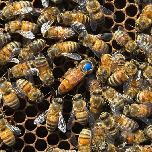 Mated Queen Bees